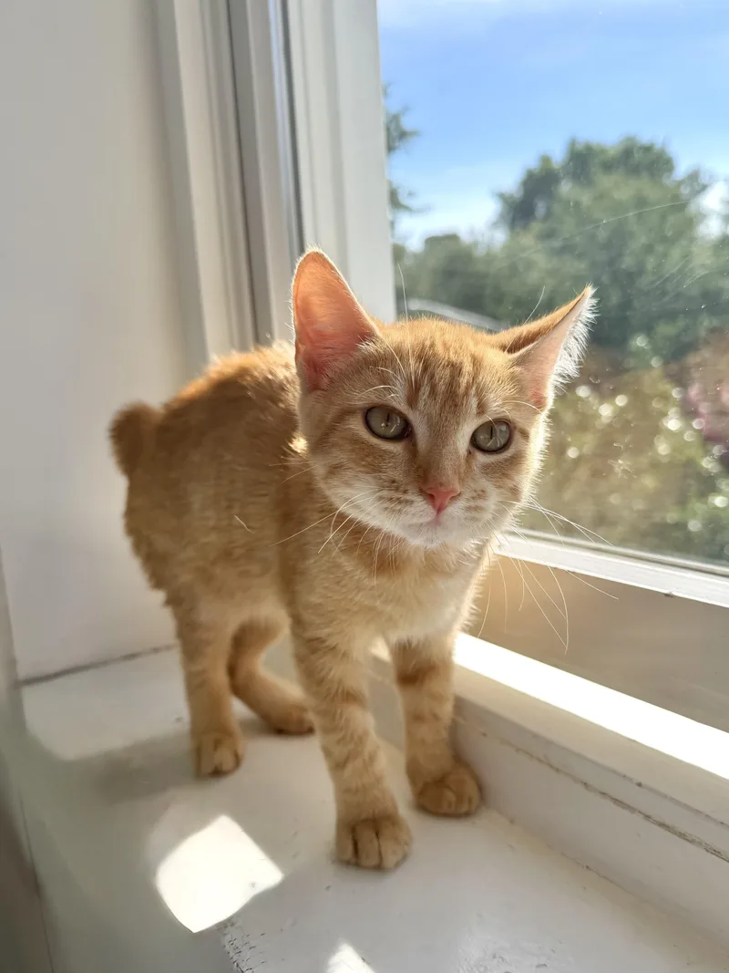 A baby medium-sized female Orange / Red Domestic Short Hair cat named Marmalade for adoption in Chicago, IL