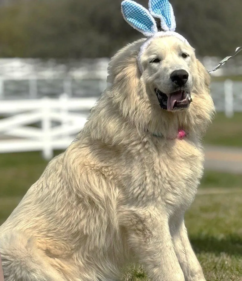 Sully Scas