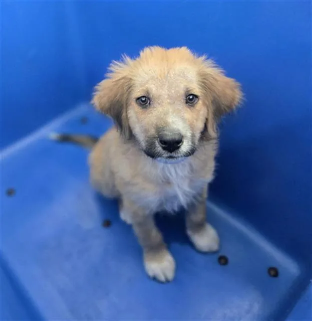 A baby large-sized male Mixed Breed dog named Dexter for adoption in Dallas, TX