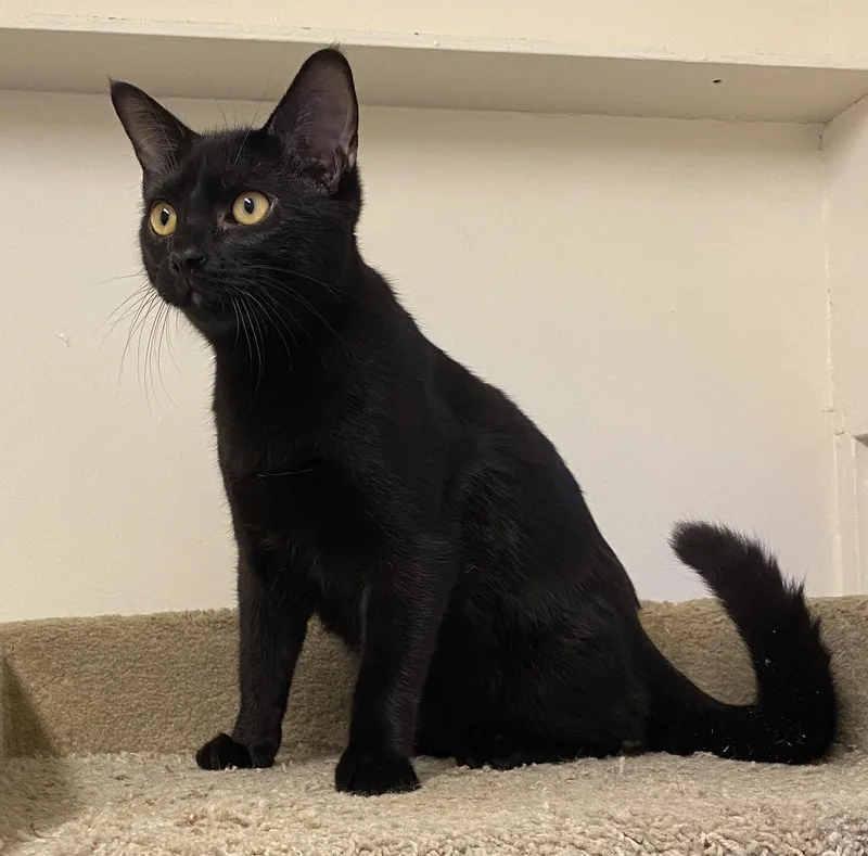 A baby medium-sized male Black Domestic Short Hair cat named Elwood for adoption in Los Angeles, CA