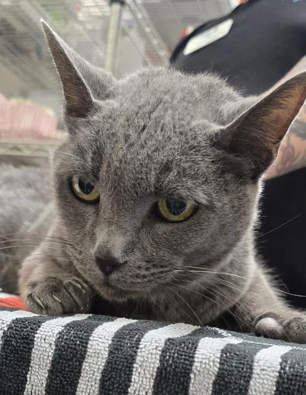 A senior medium-sized male Domestic Short Hair cat named Monkey B for adoption in El Cajon, CA