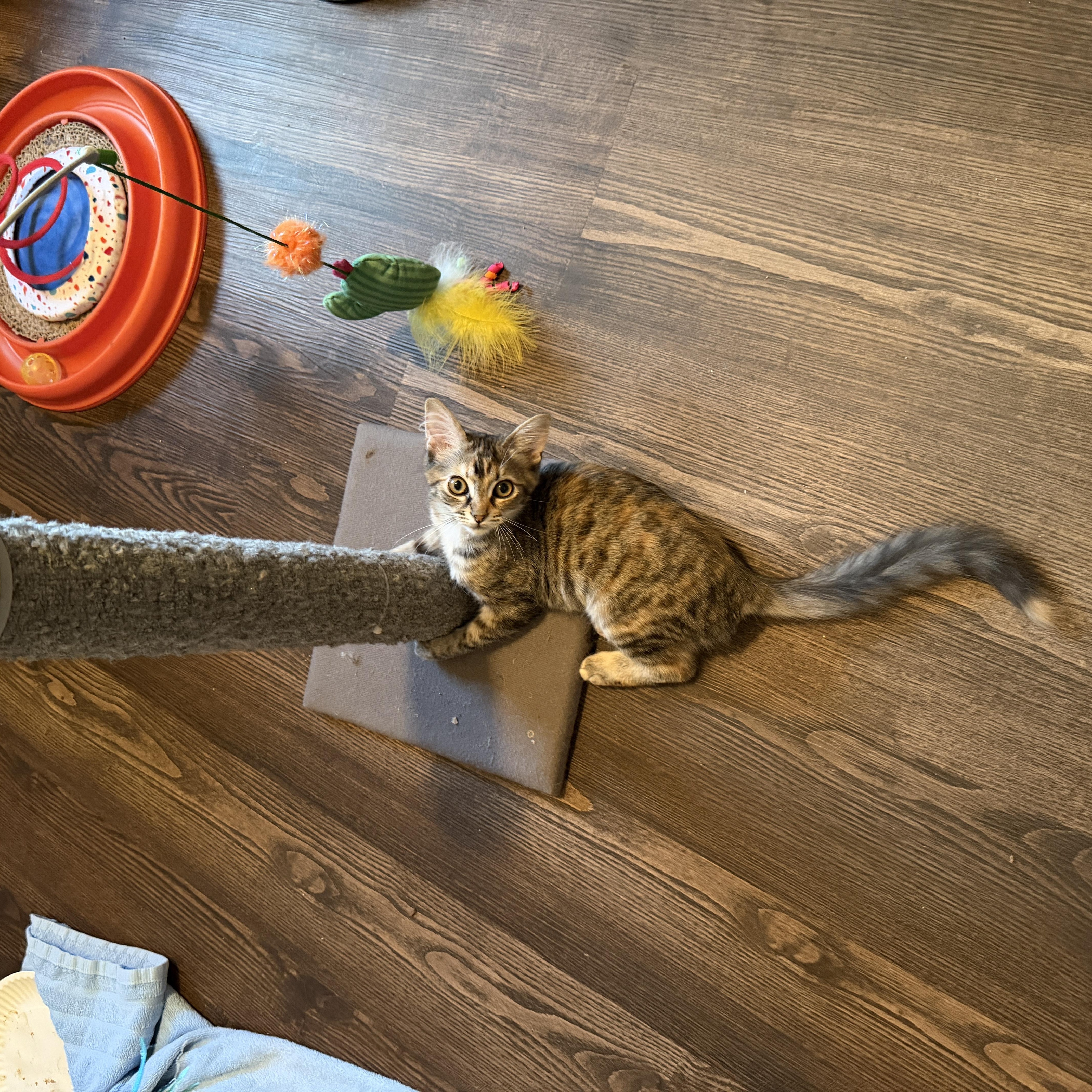 Cedric and Clover thumbnail 2