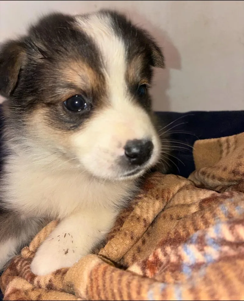 A baby medium-sized male Australian Shepherd dog named Matthew for adoption in Thompson Falls, MT