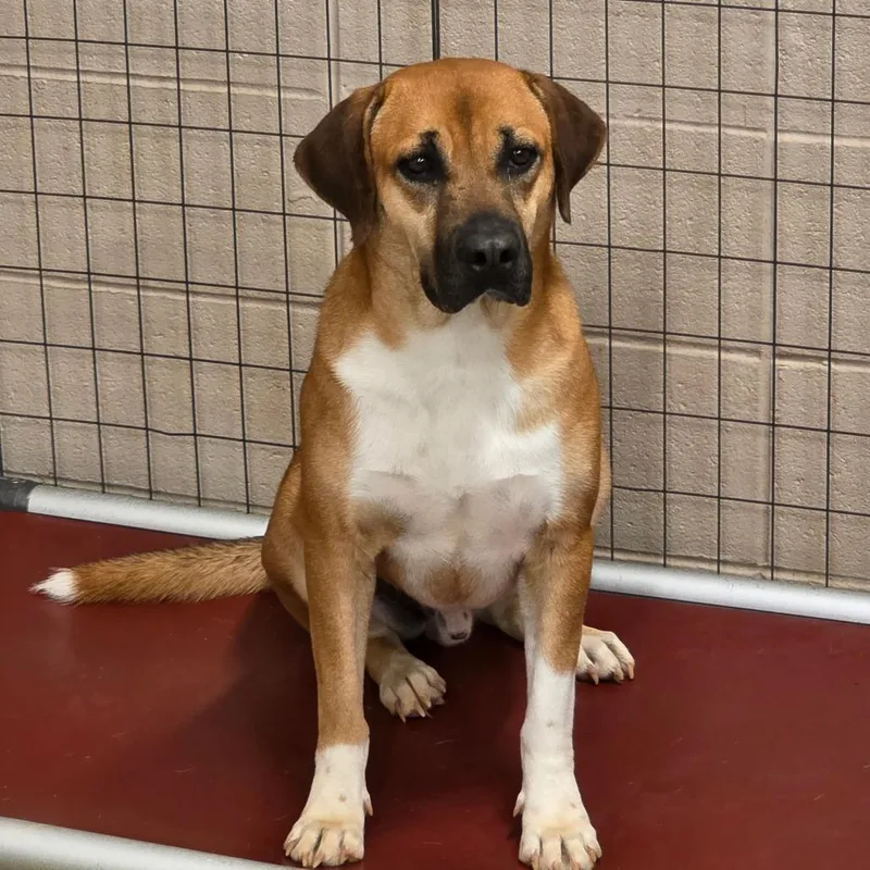 An adult medium-sized male Labrador Retriever dog named Tiger for adoption in LOXAHATCHEE, FL