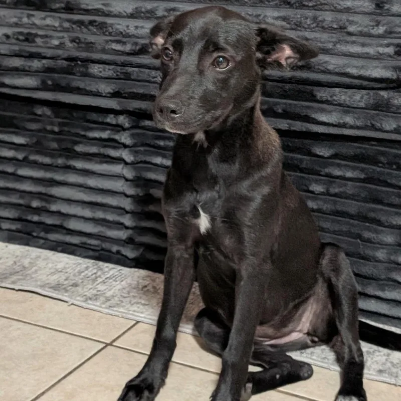 A young small-sized female Black Chihuahua dog named Abby for adoption in Brownsville, TX