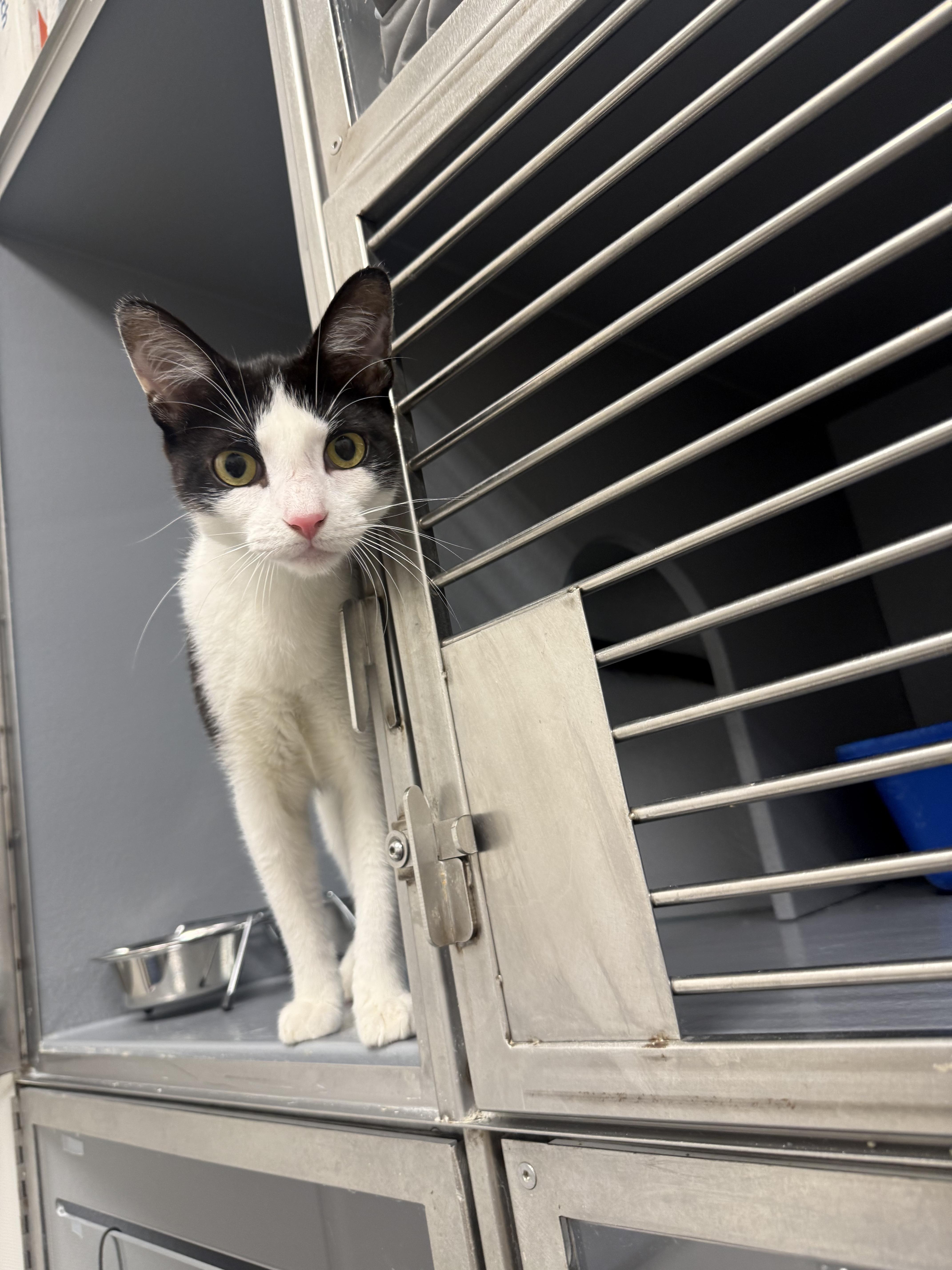 A baby medium-sized female White Domestic Short Hair cat named Binnie for adoption in Staten Island, NY