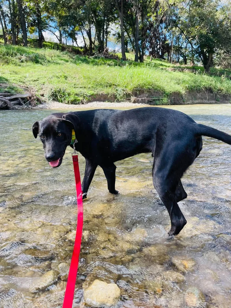 A young large-sized male Black Blue Lacy dog named Buddy for adoption in Boerne, TX