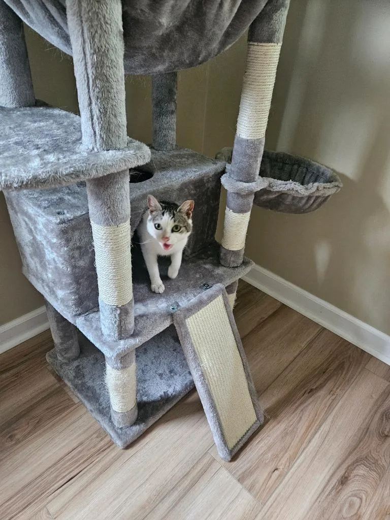 A baby small-sized female Domestic Short Hair cat named Pixie Aka Squeakers for adoption in Pitman, NJ