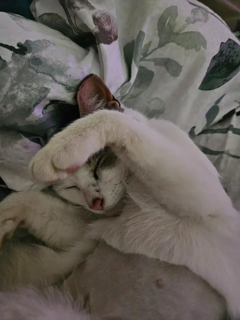 Pixie Aka Squeakers thumbnail 2