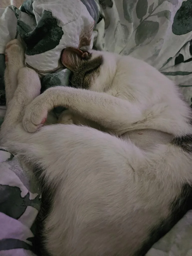 Pixie Aka Squeakers thumbnail 3