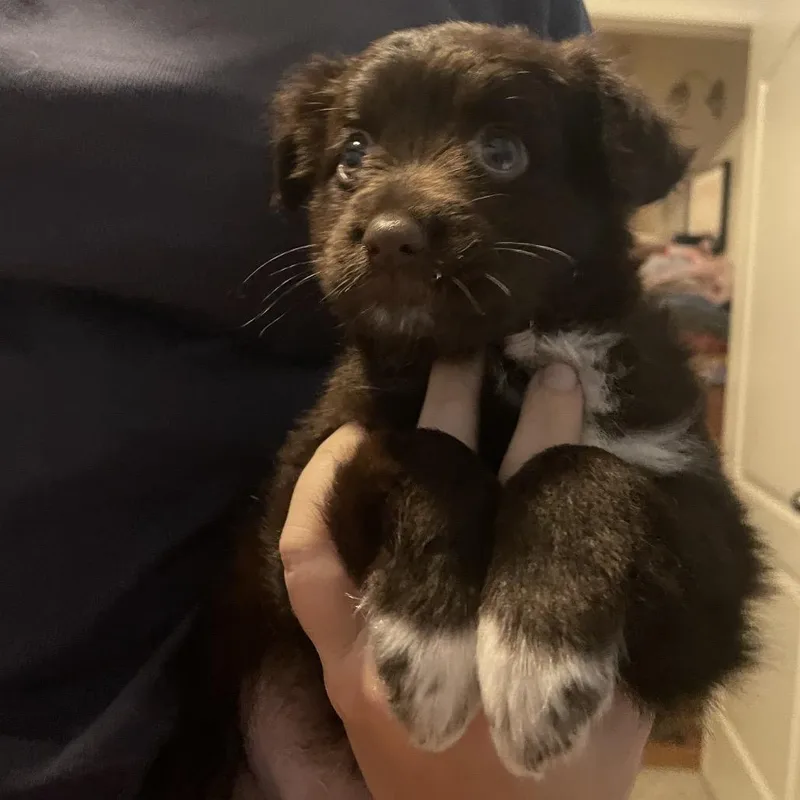 A baby small-sized female Brown / Chocolate Schnauzer dog named Coco for adoption in Baton Rouge, LA