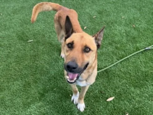 An adult medium-sized male German Shepherd Dog dog named Chuck for adoption in Los Angeles, CA