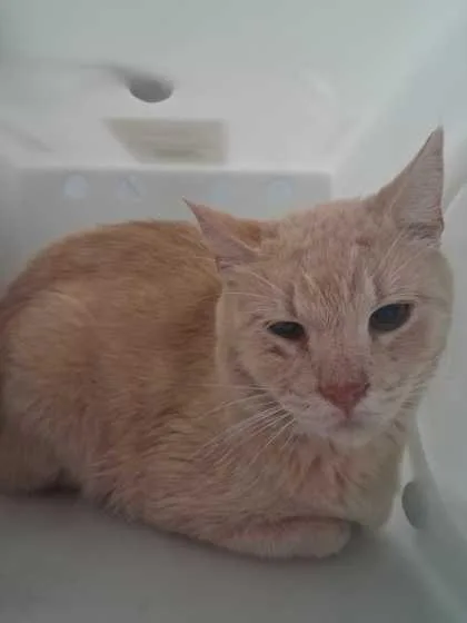 An adult large-sized male Domestic Short Hair cat named Belly for adoption in Sevierville, TN