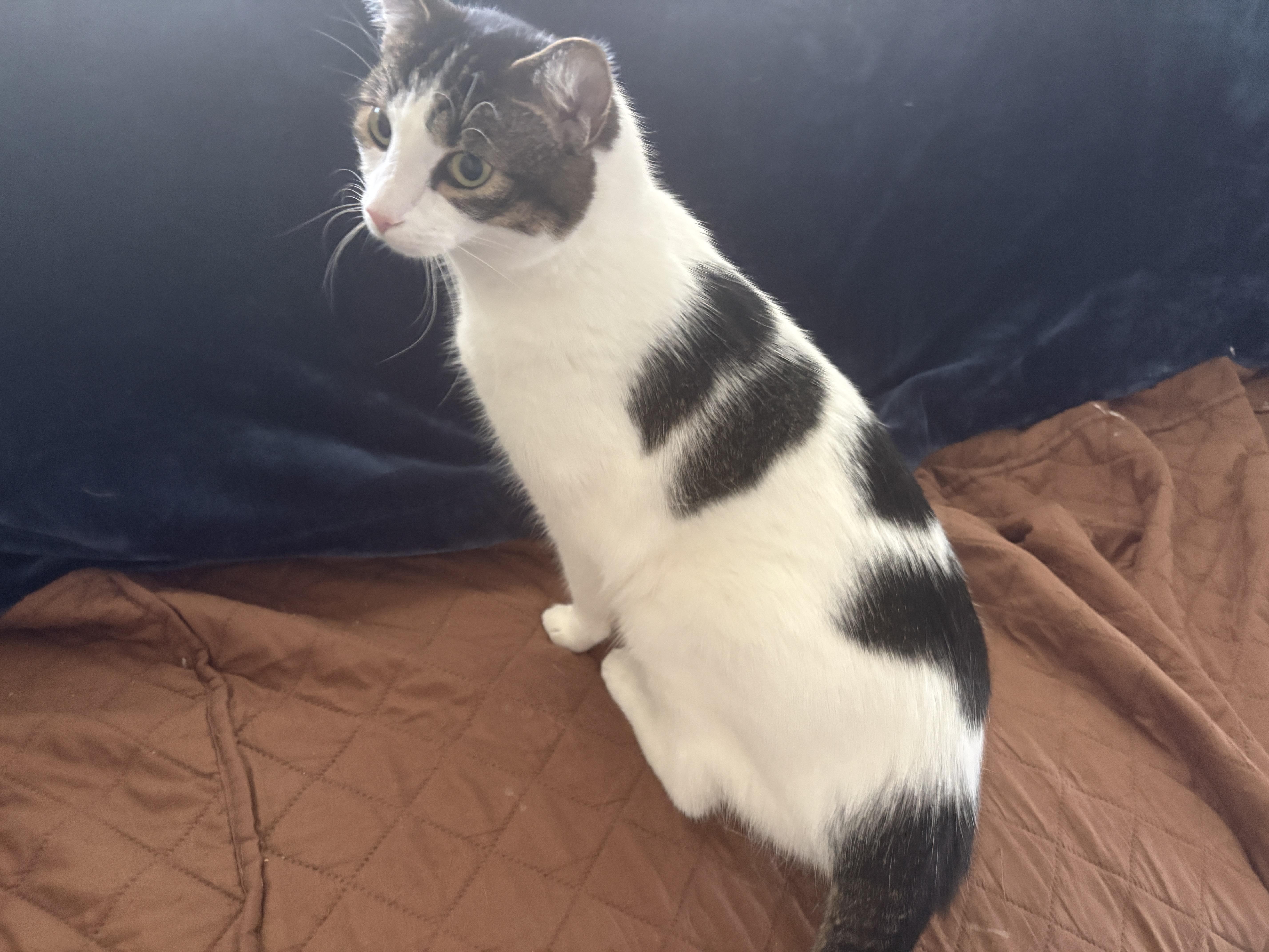 An adult medium-sized female Domestic Short Hair cat named Libby for adoption in Clayton, NC