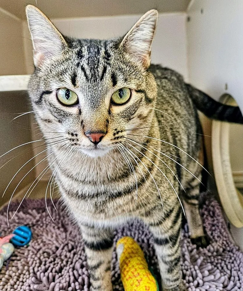 An adult large-sized male Domestic Short Hair cat named Archie for adoption in Leadville, CO