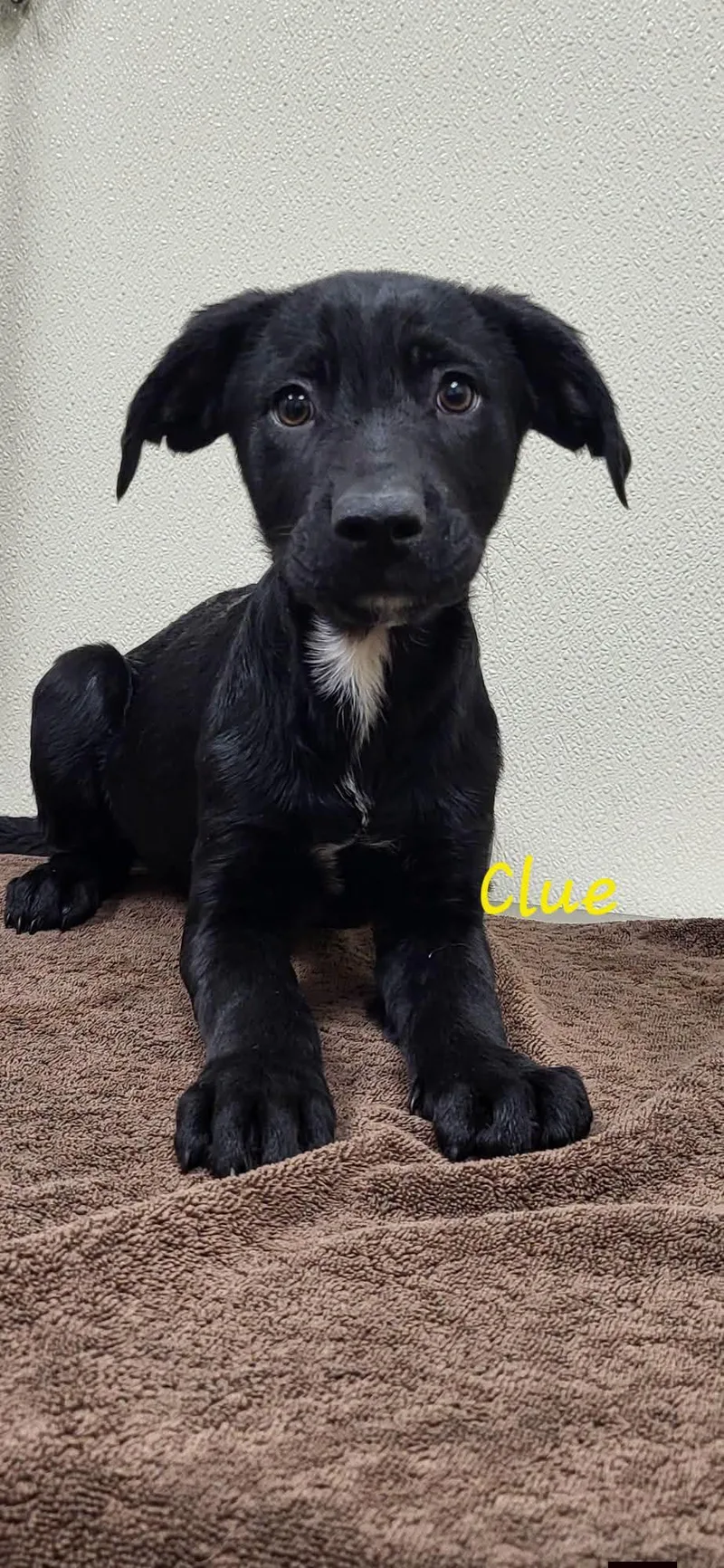 A baby medium-sized female Black Mixed Breed dog named Clue for adoption in Marion, MS