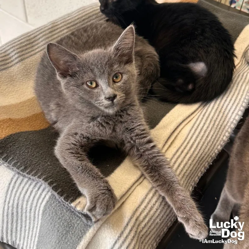 A baby medium-sized female Gray / Blue / Silver Domestic Short Hair cat named Sweet Mamie for adoption in Washington, DC