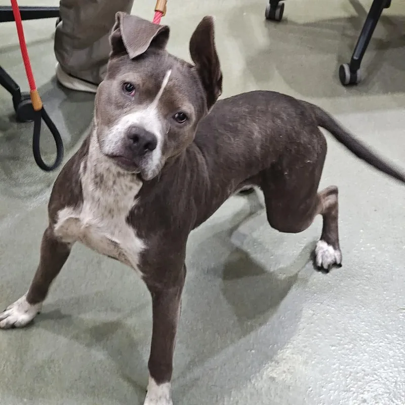 An adult medium-sized male Gray / Blue / Silver Pit Bull Terrier dog named IEPAStray for adoption in Upland, CA