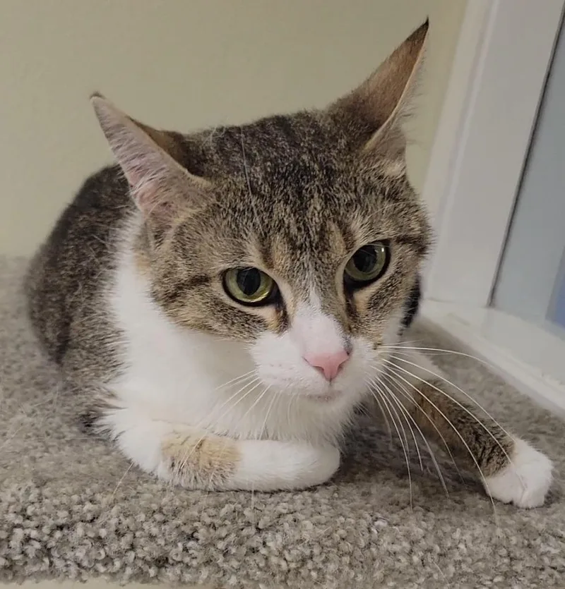 An adult medium-sized female Domestic Short Hair cat named Taya for adoption in Sandusky, OH