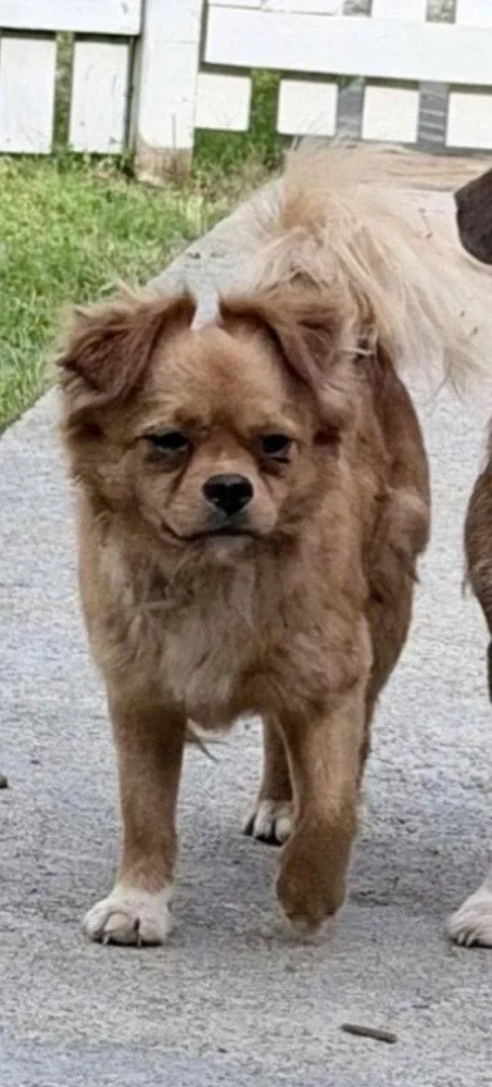 A young medium-sized male Terrier dog named Gravy Dd for adoption in Columbia, TN