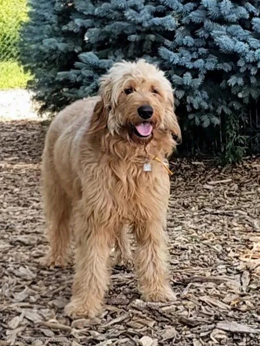 An adult large-sized male Golden Retriever dog named Elvis for adoption in Ringwood, NJ