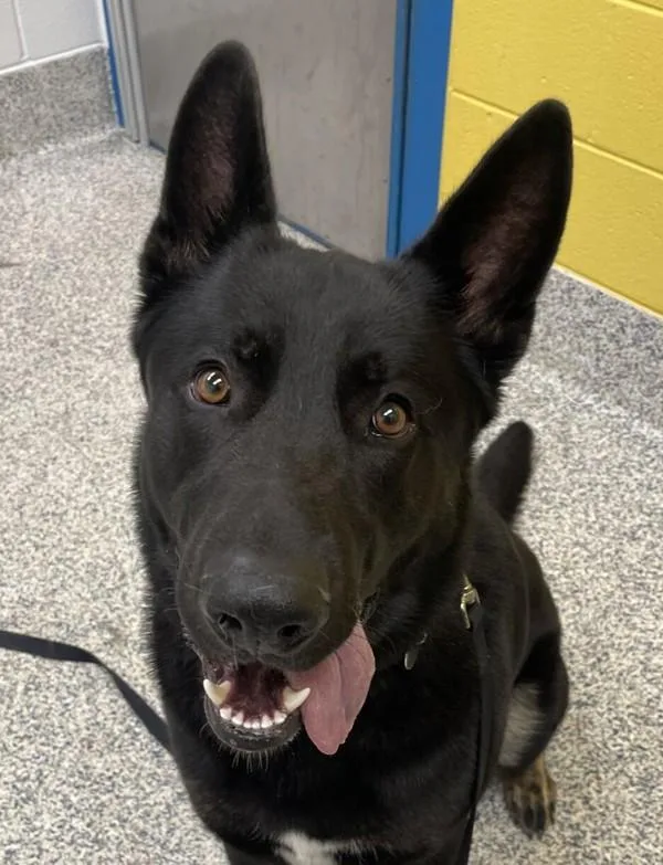 A young large-sized male German Shepherd Dog dog named Sullivan for adoption in Golden, CO