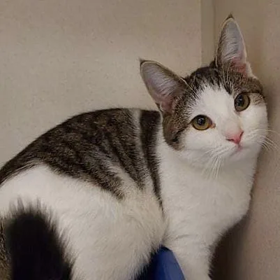 An adult medium-sized female Domestic Short Hair cat named Sophie for adoption in Pottsville, PA
