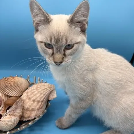 A baby medium-sized male Domestic Short Hair cat named Teddy for adoption in Springfield, MO