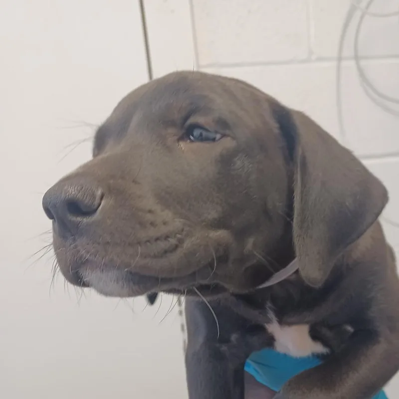 A baby small-sized male Black Labrador Retriever dog named Union for adoption in Hattiesburg, MS