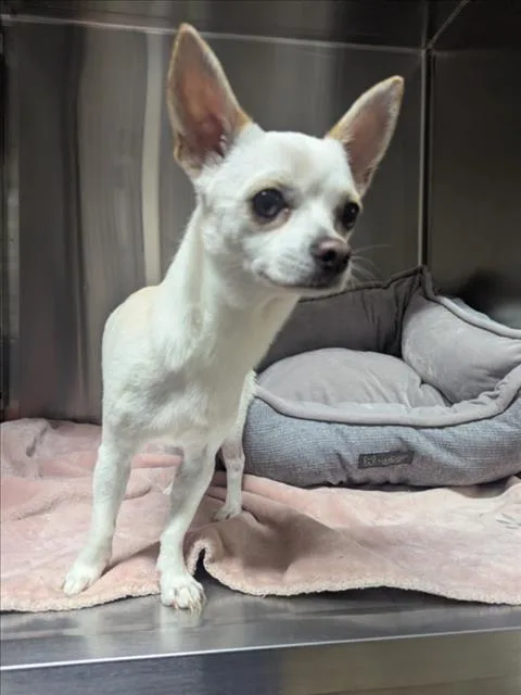 A young small-sized male Chihuahua dog named Pikachu for adoption in Derwood, MD