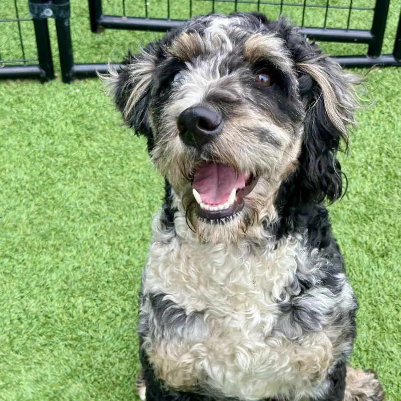 An adult medium-sized female Poodle dog named Nebula for adoption in Matteson, IL