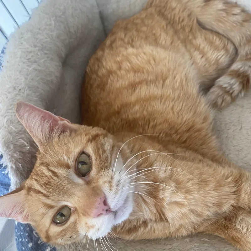 Colonel Mustard Pool