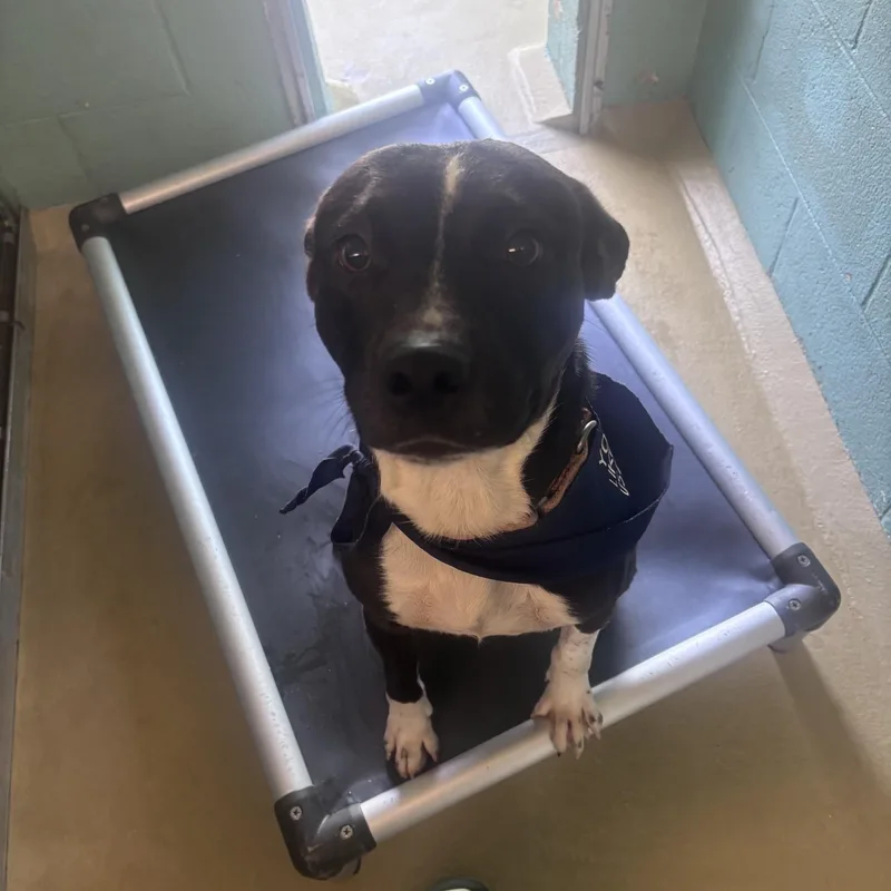 An adult medium-sized male Black Mixed Breed dog named Patrick for adoption in Marion, NC
