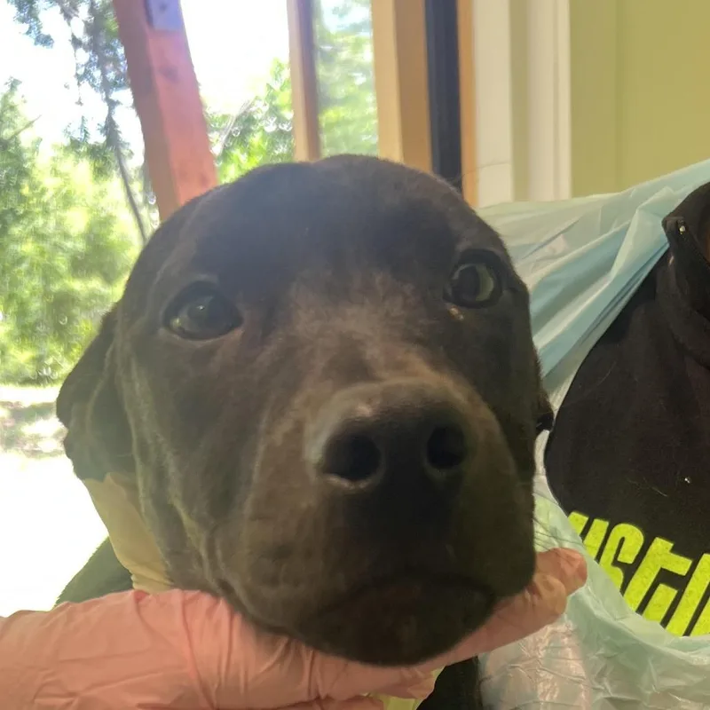 A young medium-sized female Black Labrador Retriever dog named Spirit for adoption in Austin, TX