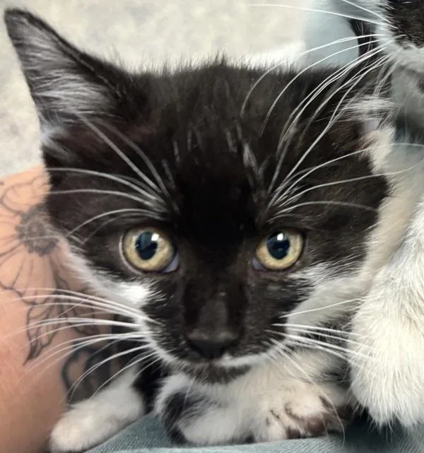Greta