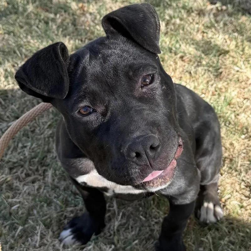 A young medium-sized female Black Pit Bull Terrier dog named Vidalia for adoption in Kanab, UT