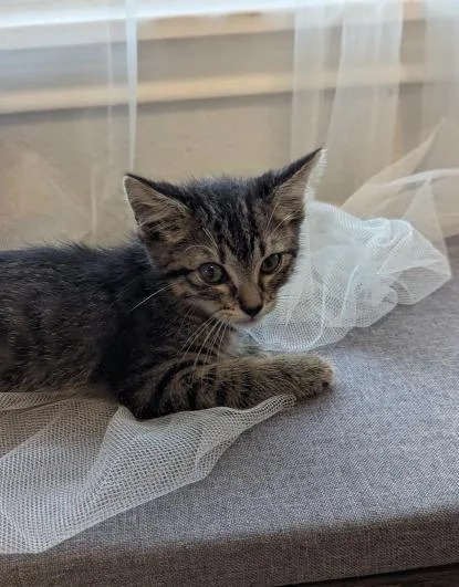 A baby small-sized male Tabby (Brown / Chocolate) Manx cat named Knuckles for adoption in Pearland, TX