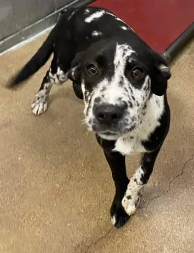 A young large-sized male Great Dane dog named Langston for adoption in Lampasas, TX