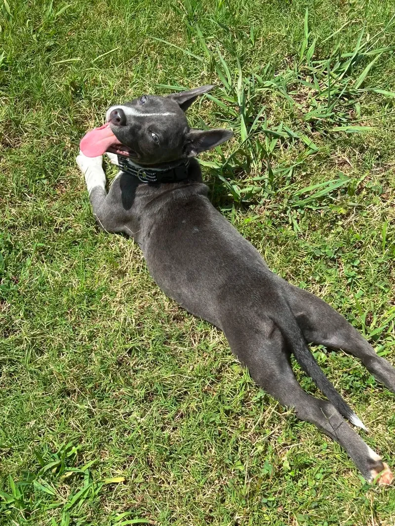 A young medium-sized female Terrier dog named Stoney for adoption in Greenville, SC