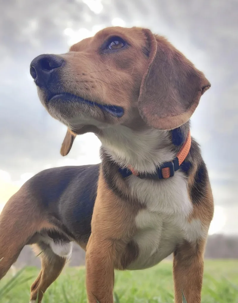 A young medium-sized male Beagle dog named Jake for adoption in Pembroke, MA