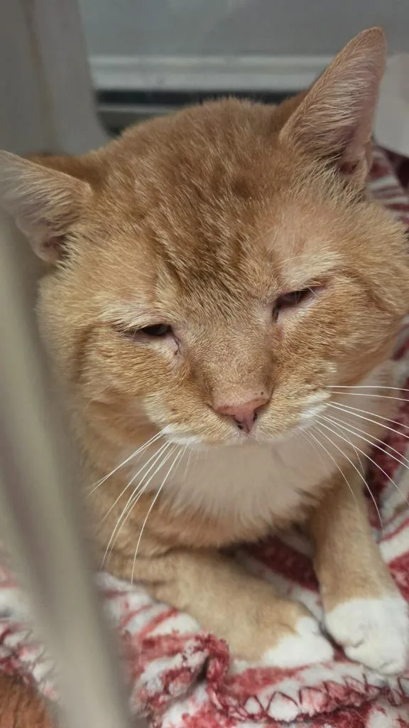 A young medium-sized male Domestic Short Hair cat named Milan Citron for adoption in Windsor, CT