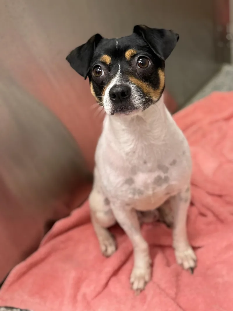 An adult small-sized male White / Cream Rat Terrier dog named Champ for adoption in Los Alamitos, CA