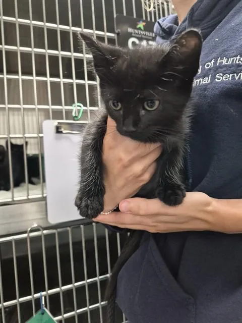 A baby medium-sized female Domestic Short Hair cat named Moon for adoption in Huntsville, AL