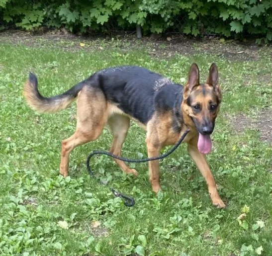 An adult large-sized female German Shepherd Dog dog named June for adoption in Clinton Township, MI