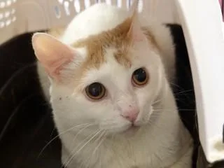 An adult medium-sized female Orange & White Domestic Short Hair cat named Morgan for adoption in Anaconda, MT