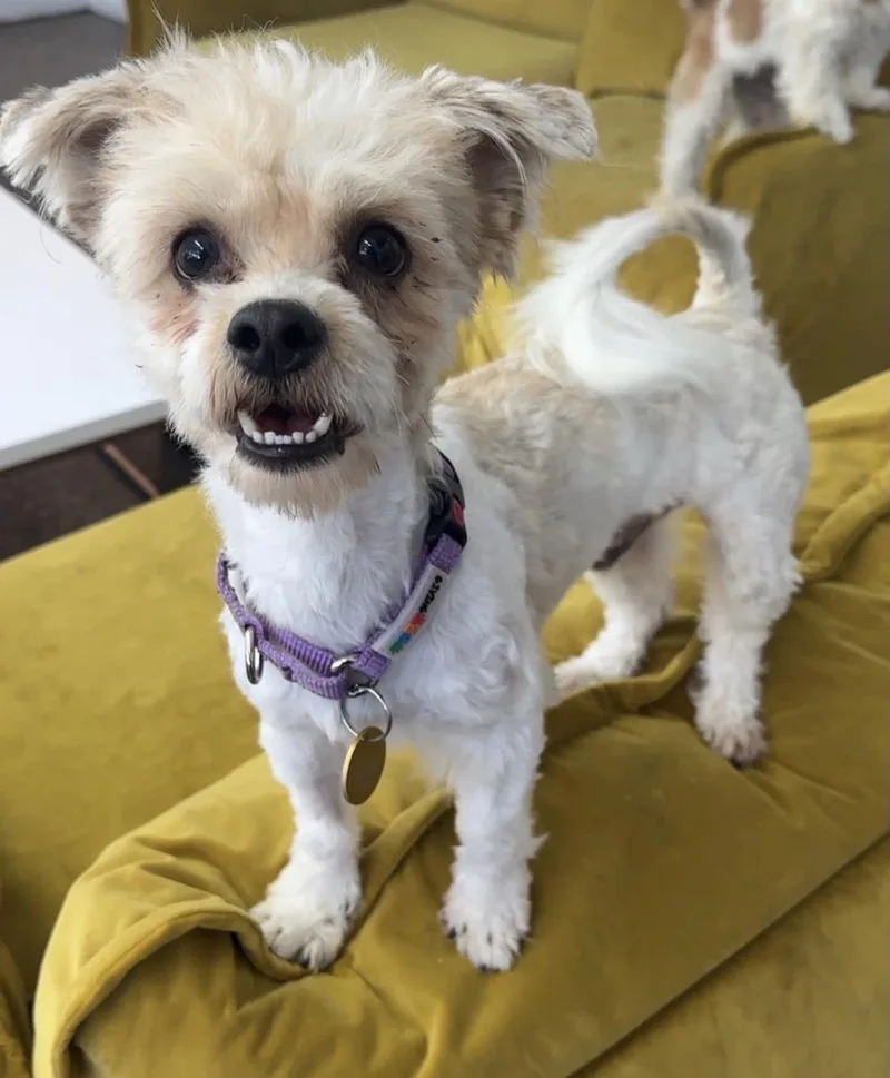Scuba thumbnail 3