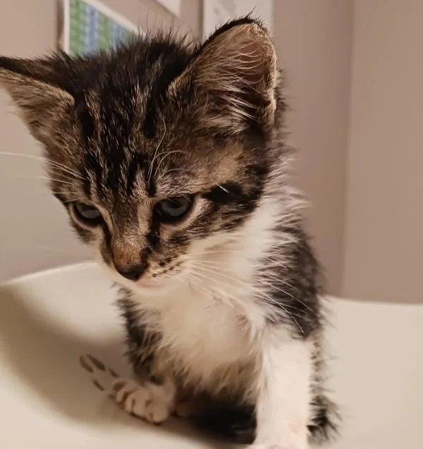 A baby small-sized male Domestic Medium Hair cat named Plum for adoption in Oakland, CA