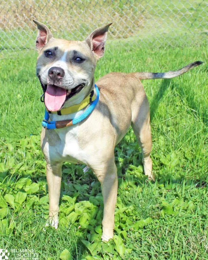 An adult large-sized female Pit Bull Terrier dog named Alice for adoption in Hagerstown, MD