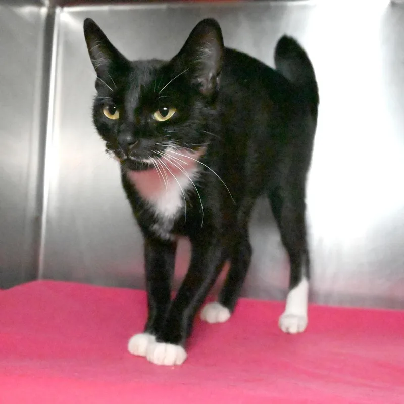 A young medium-sized female Domestic Short Hair cat named Arya for adoption in West Palm Beach, FL