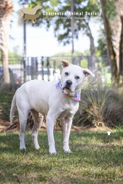 An adult large-sized female American Bulldog dog named B Peaches for adoption in North Charleston, SC